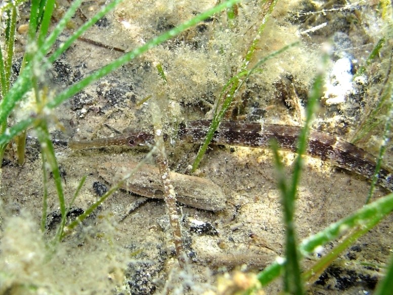 Syngnathus abaster
